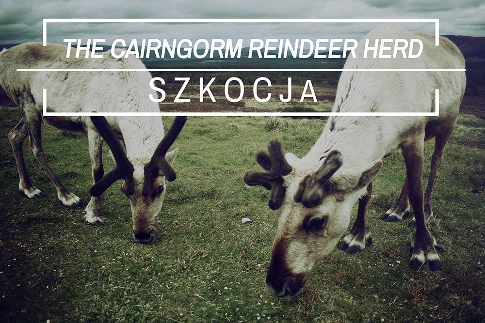 The Cairngorm Reindeer - Renifery w Szkocji